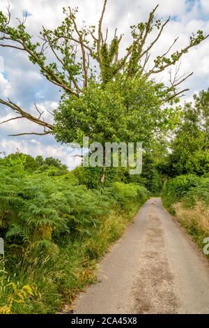 Blick entlang einer schmalen Landstraße in Sussex Stockfoto