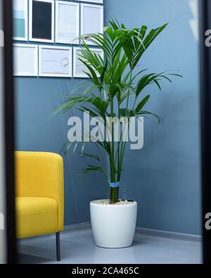 Areca Cane Palme Dypsis lutescens, goldene Rohrpalmenpflanze in weißem Topf Stockfoto