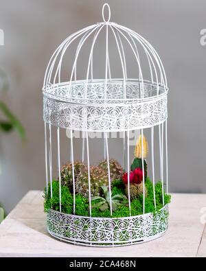 Schönes Terrarium mit Sukkulenten, Kakteen, Blumen, Felsen, Sand im Käfig Stockfoto