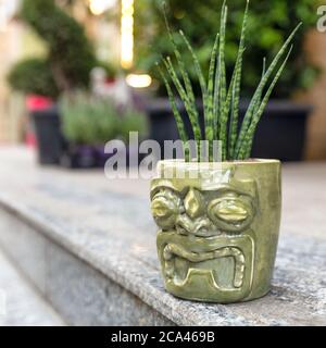 Sansevieria Punk, kleine Schlangenpflanze im Keramiktopf Stockfoto