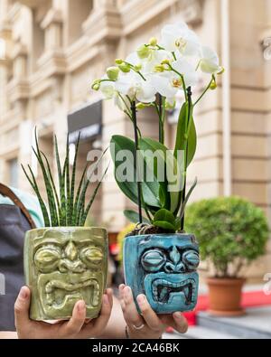 Sansevieria Punk, kleine Schlangenpflanze, Friedenslilie, Spathiphyllum im Keramiktopf Stockfoto