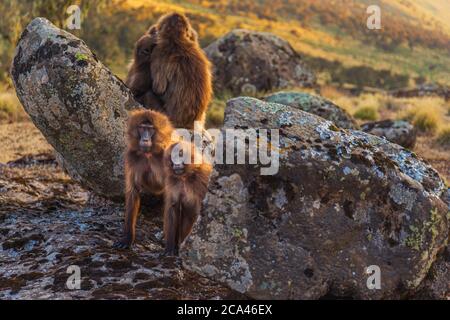 Gruppe weiblicher Gelada-Affen (Theropithecus gelada), die auf Felsen in den Simien-Bergen, Äthiopien, sitzen Stockfoto