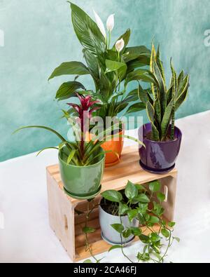 Golden Pothos, Devil's Efeu, Epipremnum aureum, Bromeliad Blume, Peace  Lily, Sansevieria, Schlangenpflanze auf der Holzkiste Stockfotografie -  Alamy
