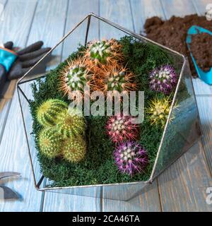 Terrarium, Sand, Stein, Sukkulente, bemalter Kaktus, Moos im Glas,  Handschuhe, Terrarium, Sand, Stein, Sukkulente, bemalter Kaktus, Moos im  Glas, Glov Stockfotografie - Alamy