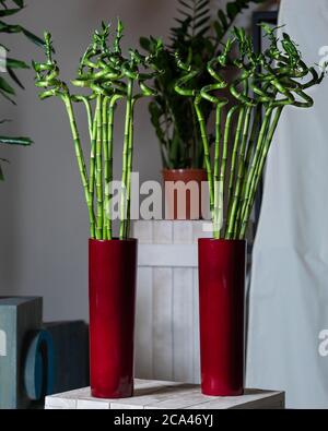 Bambuspflanze im roten Topf Stockfoto