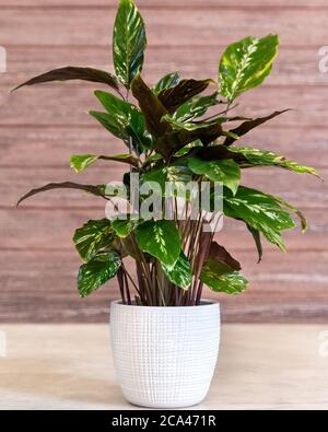 Aglaonema Maria - Chinesischer Evergreen im weißen Topf Stockfoto