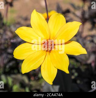 Nahaufnahme eines gelben Blütenkopfes einer Dahlia 'Bishop of York' in der National Dahlia Collection, Penzance, Cornwall, England Stockfoto