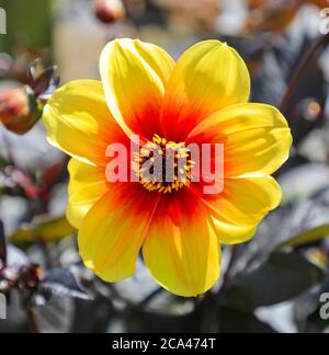 Nahaufnahme eines gelben und roten Blütenkopfes einer Dahlia 'Moonfire' in der National Dahlia Collection, Penzance, Cornwall, England Stockfoto