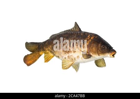Spiegelkarpfen isoliert auf weißem Hintergrund. Stockfoto