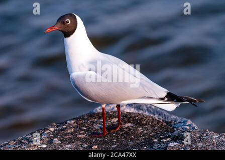 Lachmöwe (Chroicocephalus ridibundus) ist eine kleine Möwe, die Rassen in Europa und Asien, und auch in den Osten Kanadas. Stockfoto