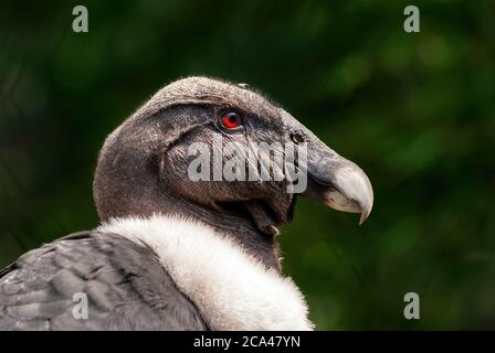 Der Andenkondor (Vultur gryphus) ist ein südamerikanischer Vogel aus der New World Geier Familie Cathartidae und ist das einzige Mitglied der Gattung Vultur. Stockfoto