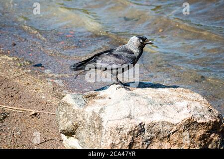 Die westliche Dohle (Coloeus monedula), auch bekannt als die Eurasische Dohle, die Europäische Dohle oder einfach die Dohle. Stockfoto