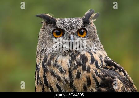 Die eurasische Adler-Eule (Bubo Bubo) ist eine Art von Uhu, die in weiten Teilen Eurasiens befindet. Stockfoto