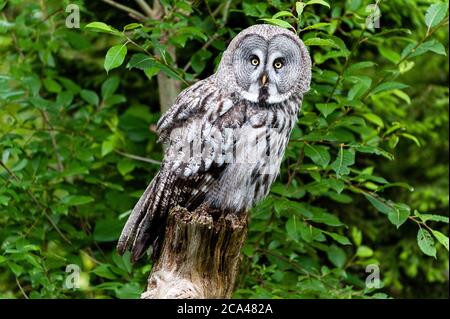 Die große graue Eule oder große graue Eule (Strix nebulosa) ist eine sehr große Eule. Stockfoto