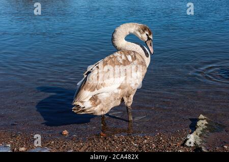 Schwäne sind Vögel der Familie Entenvögel innerhalb der Gattung Cygnus. Stockfoto