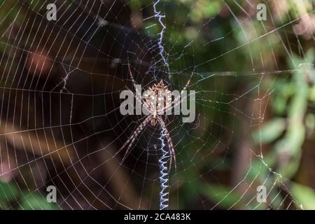 Argiope lobata, gelappte Orb Weaver Spider Stockfoto