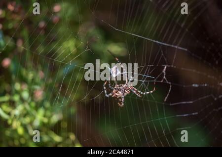 Argiope lobata, gelappte Orb Weaver Spider Stockfoto