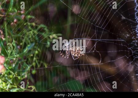 Argiope lobata, gelappte Orb Weaver Spider Stockfoto