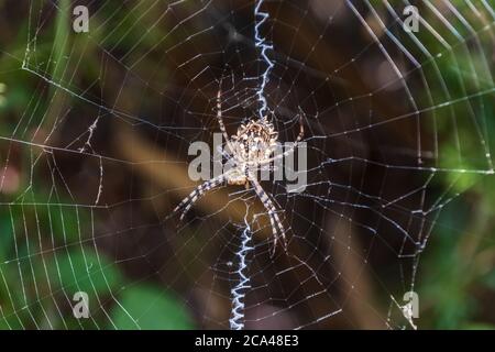 Argiope lobata, gelappte Orb Weaver Spider Stockfoto