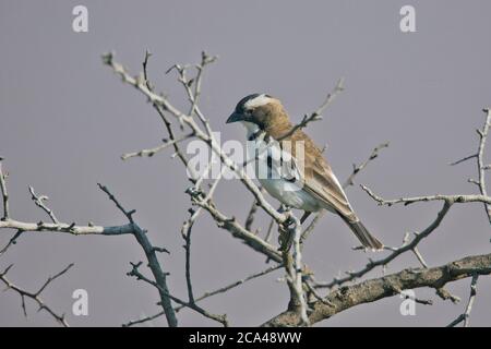 Weiß der tiefsten sparrow Weaver (Plocepasser mahali). Dieses kleine Songbird (aus) bildet laut Kolonien in Thorn Bäume, wo sie ihre Nester webt. Es li Stockfoto