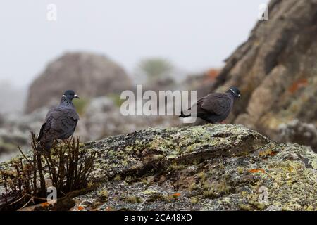 Die Weißhalstaube (Columba albitorques) ist eine Vogelart aus der Familie Columbidae. Die Art ist im äthiopischen Hochland in Er endemisch Stockfoto