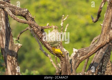 Weaver Bird (Ploceus) in Milwane Wildlife Sanctuary, Manzini District, Eswatini, Southern Afrika Stockfoto