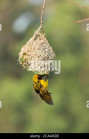 Weaver Bird (Ploceus) in Milwane Wildlife Sanctuary, Manzini District, Eswatini, Southern Afrika Stockfoto