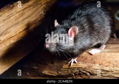 Die schwarze Ratte (Rattus rattus), auch bekannt als Schiffsratte, Dachratte oder Hausratte. Stockfoto