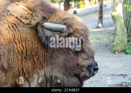 Bison sind große, gleichgeweckte Huftiere der Gattung Bison innerhalb der Unterfamilie Bovinae. Stockfoto