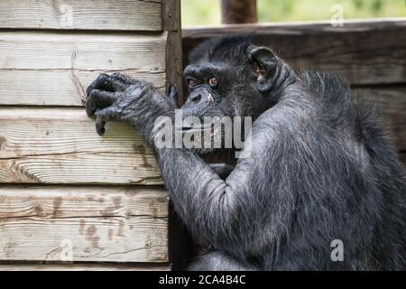 Der Schimpanse (Pan troglodytes) ist eine Art von großen Affen, die in den Wäldern und Savannen des tropischen Afrikas beheimatet ist. Stockfoto