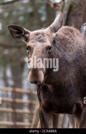 Weibchen (Kuh) Elch. Stockfoto