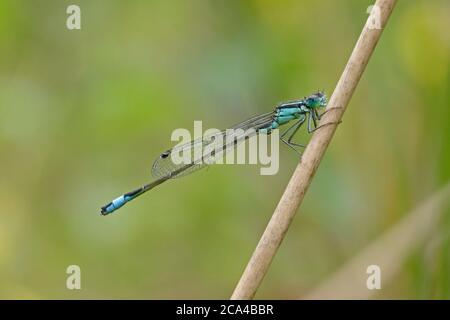 Blue-tailed Damselfly auf einem Schilf thront Stockfoto