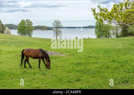 Das Pferd (Equus ferus caballus) ist eine von zwei erhaltenen Unterarten des Equus ferus. Stockfoto