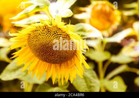 Single Sonnenblume in einem sonnenblumenfeld Stockfoto