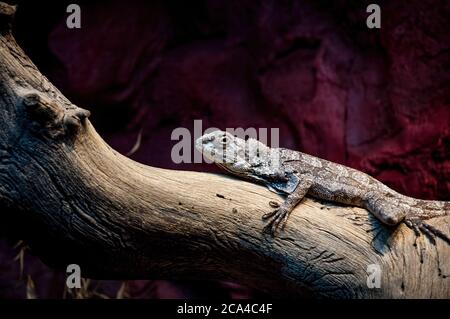 Die Schneckeneidechse (Chlamydosaurus kingii) ist eine Art von Eidechse aus der Familie Agamidae. Stockfoto