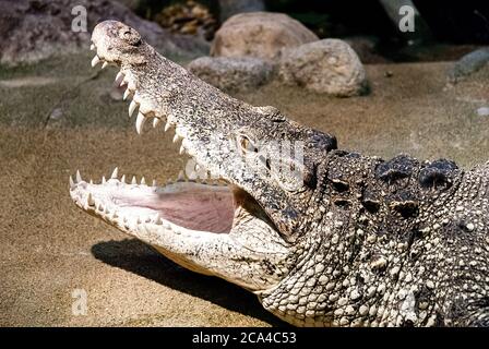 Das kubanische Krokodil (Crocodylus rhombifer) ist eine kleine Krokodilart, die nur in Kuba gefunden wird. Stockfoto