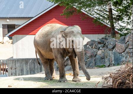 Der asiatische Elefant (Elephas maximus). Stockfoto