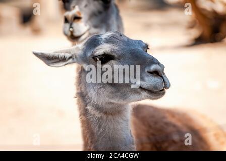 Der Guanaco (Lama guanicoe) ist eine Kamelide aus Südamerika, die eng mit dem Lama verwandt ist. Sein Name stammt vom Quechua-Wort huanaco. Stockfoto