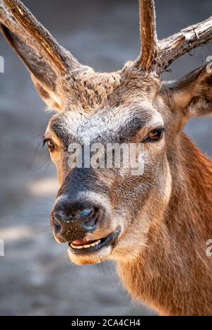 Der Rothirsch (Cervus elaphus) ist eine der größten Hirscharten. Stockfoto