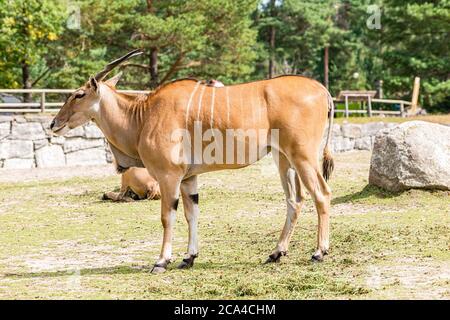 Das gemeine Eland (Taurotragus oryx). Stockfoto