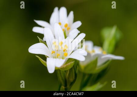 Stellaria graminea Blüten, gewöhnliches Sternkraut, grasblättriges Stichwort, Nahaufnahme Makro auf einer Wiese im Grünen im Frühling Stockfoto