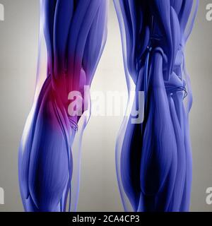 Anatomie Illustration des menschlichen Hinterbeines, der Wadenmuskulatur, der Knie. 3d-Illustration. Stockfoto