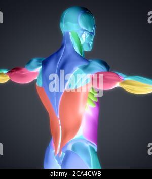 Anatomiedarstellung von Rückenmuskelgruppen. Muskelgruppen in verschiedenen Farben dargestellt. 3d-Illustration. Stockfoto