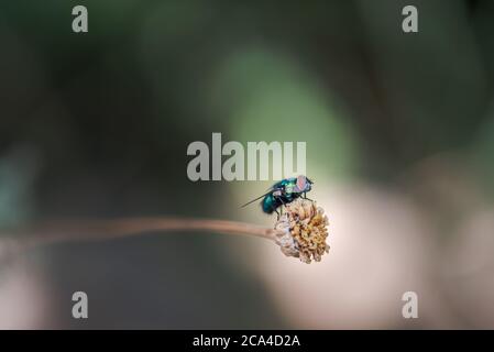 Gemeinsame grüne Flasche fliegen, Lucilia sericata, Ruhe in einer Pflanze im Sommer. Palencia, Spanien. Stockfoto