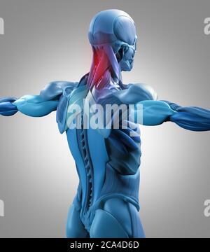 Anatomiedarstellung von Rückenmuskelgruppen. Muskelgruppen in verschiedenen Farben dargestellt. 3d-Illustration. Stockfoto