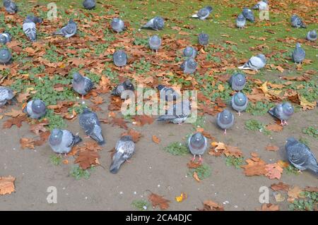 Tauben ruhen auf einem Rasen Stockfoto