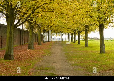 Baumreihen mit grünen und gelben Blättern auf beiden Seiten eines Lehmweges Stockfoto