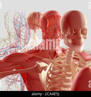 Explosionsansicht der menschlichen Anatomie, Diagramm. Getrennte Körpersysteme Muskel, Knochen, Organe, Nervensystem, Lymphsystem, Gefäßsystem. Stockfoto