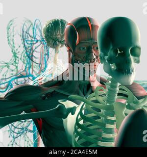 Explosionsansicht der menschlichen Anatomie, Diagramm. Getrennte Körpersysteme Muskel, Knochen, Organe, Nervensystem, Lymphsystem, Gefäßsystem. Stockfoto