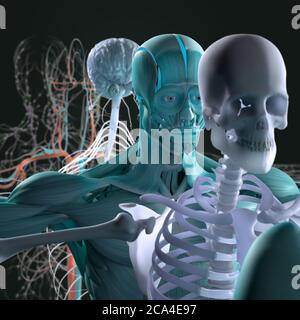 Explosionsansicht der menschlichen Anatomie, Diagramm. Getrennte Körpersysteme Muskel, Knochen, Organe, Nervensystem, Lymphsystem, Gefäßsystem. Stockfoto